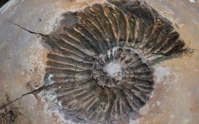 Imprint of ammonite spiral inside acient fossil