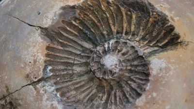 Imprint of ammonite spiral inside acient fossil