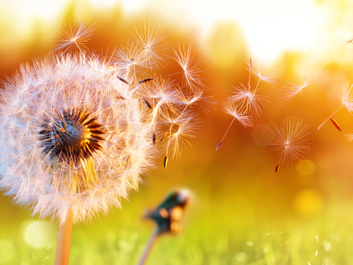dandelion puff blowing in the wind dandelion puff blowing in the wind