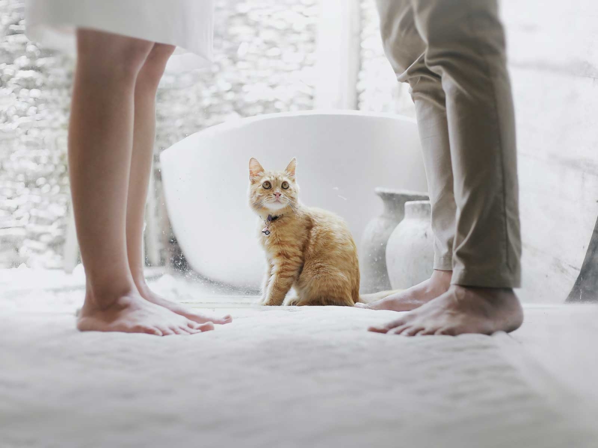 What Happens to Pets After Divorce winston-solicitors-what-happens-to-pets-after-divorce