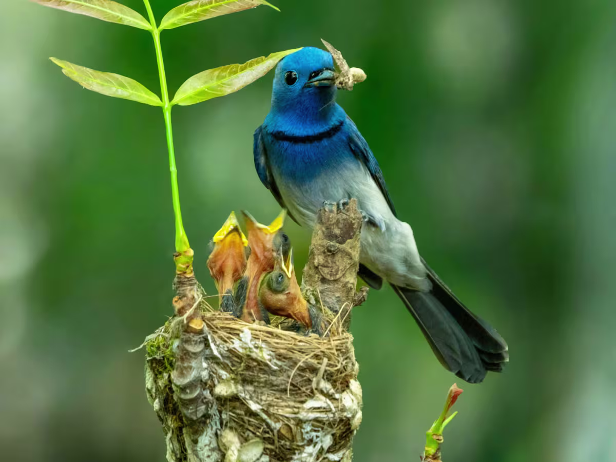 winston-solicitors-birdnesting-child-arrangements-on-divorce 