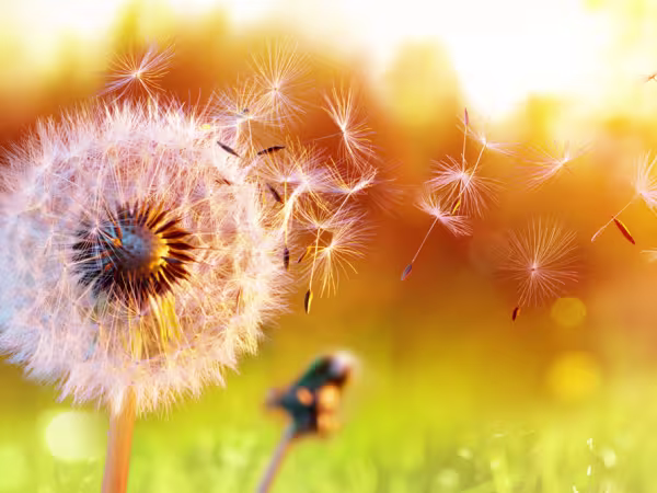 dandelion puff blowing in the wind