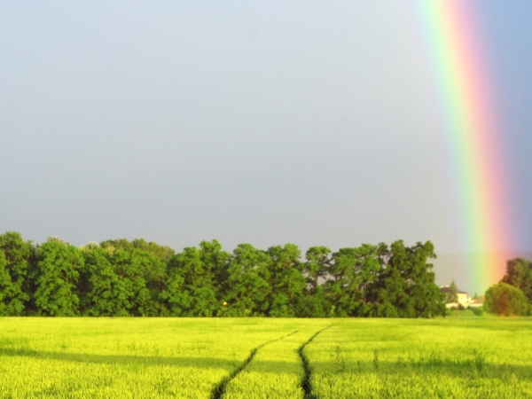 Leaving charitable gifts in your will