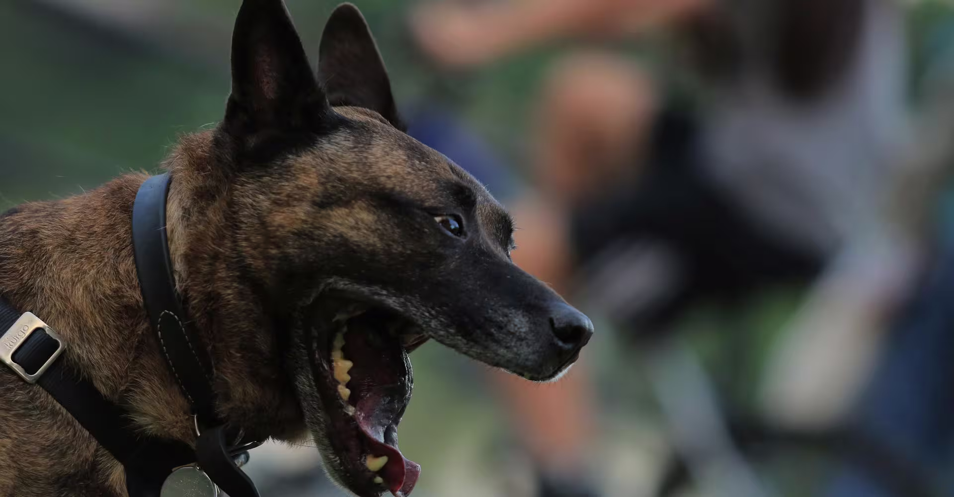 winston-solicitors-dog-bite-claims-dog-bite-accident-lawyer.jpg