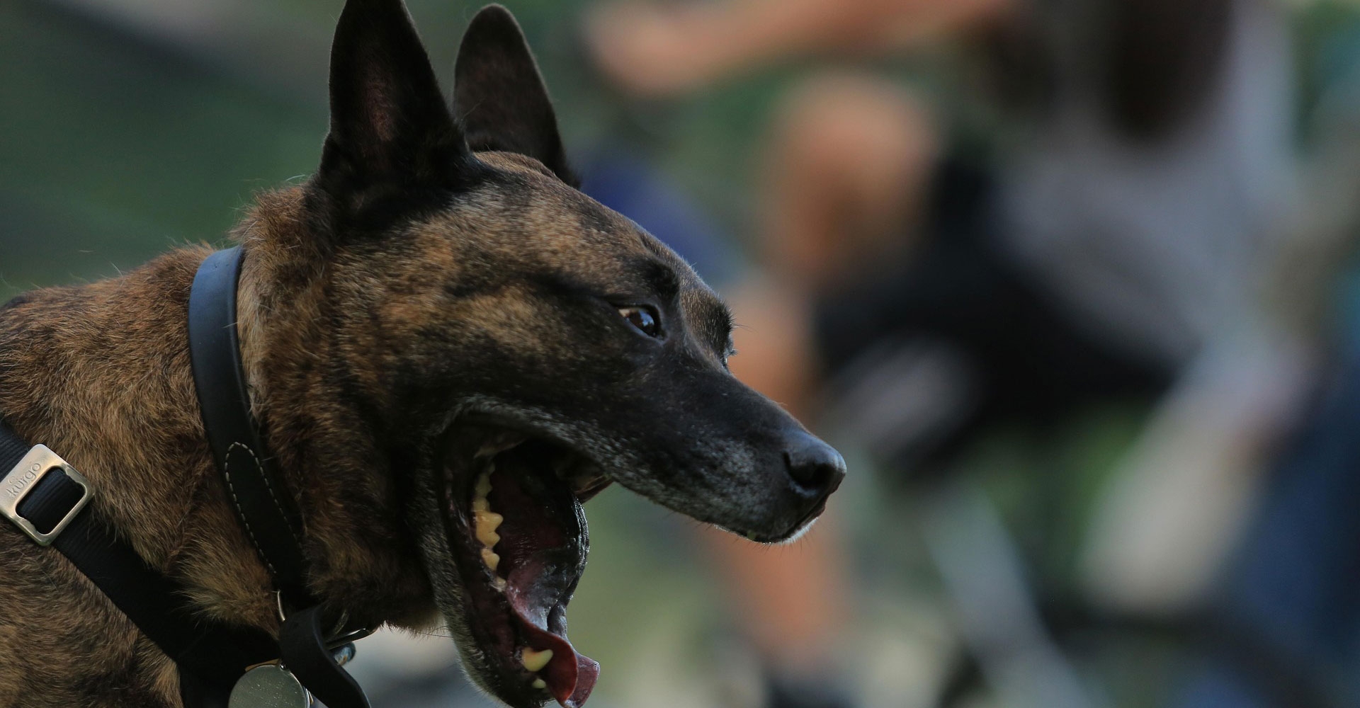 winston-solicitors-dog-bite-claims-dog-bite-accident-lawyer.jpg