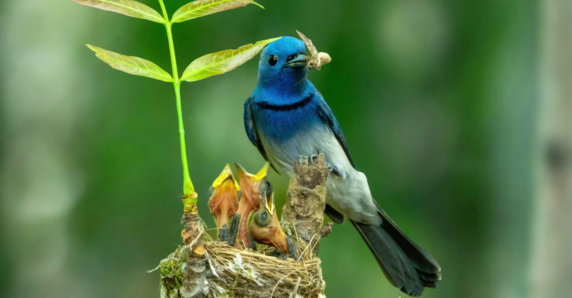 Are Birdnesting Child Arrangements Right for You? winston-solicitors-birdnesting-child-arrangements-on-divorce-2026
