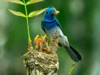 winston-solicitors-birdnesting-child-arrangements-on-divorce 